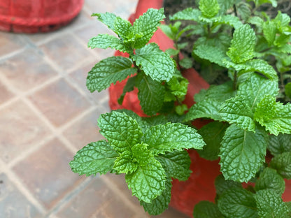 MINI BUNDLE - 4 x Organic Peppermint Lip Balm 15ml-8